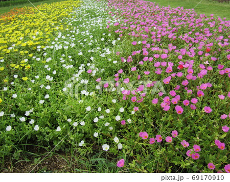 ポーチュラカの白とピンクと黄色の花の写真素材