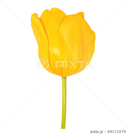 Yellow tulip flower head isolated on white background Yellow tulip flower head isolated on white background 69171079