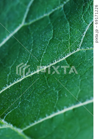 Close up view on burdock leaf background vertical 69171226