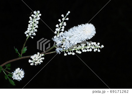 サラシナショウマの花 サラシナショウマの花 69171262