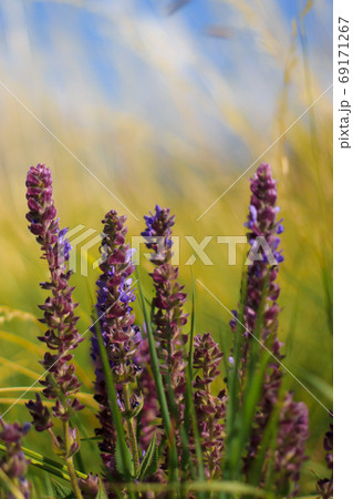 Purple blue Salvia, salvia farinacea, flowers blooming in the garden. Violet sage flowers. Background of blur field Purple blue Salvia, salvia farinacea, flowers blooming in the garden. Violet sage flowers. Background of blur field 69171267