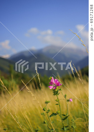 Mallow moschata species of mallow that grows in meadows and ditches of Tian Shan mountainous areas in green background Mallow moschata species of mallow that grows in meadows and ditches of Tian Shan mountainous areas in green background 69171268