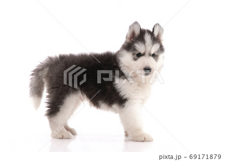 Siberian husky puppy standing on white background 69171879