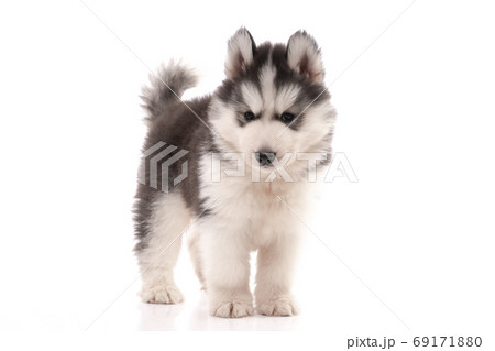 Siberian husky puppy standing on white background Siberian husky puppy standing on white background 69171880