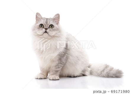 Persian cat on white background,isolated 69171980