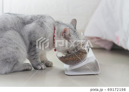 Cat eating from bowl on floor 69172198