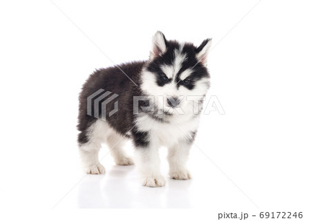 Cute siberian husky puppy standing on white 69172246