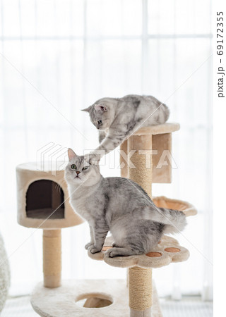 Two cats playing on cat tower 69172355