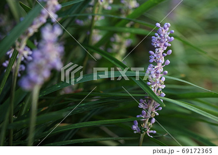 ヤブラン ヤブラン 69172365