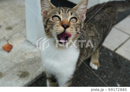 湿度の高い猛暑日にのんびりくつろぐ野良猫の子猫 湿度の高い猛暑日にのんびりくつろぐ野良猫の子猫 69172880