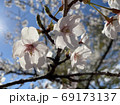 心地よい桜 69173137