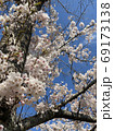 桜 69173138