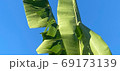 田舎でバナナの葉 69173139