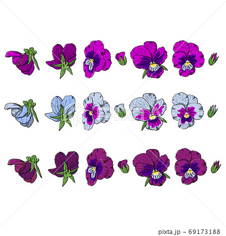 Hand drawn pansy flowers clipart. Hand drawn pansy flowers clipart. 69173188