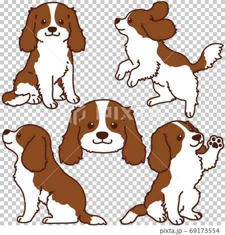 可愛い茶色のキャバリア・キング・チャールズ・スパニエル イラストセット 主線あり 可愛い茶色のキャバリア・キング・チャールズ・スパニエル イラストセット 主線あり 69173554