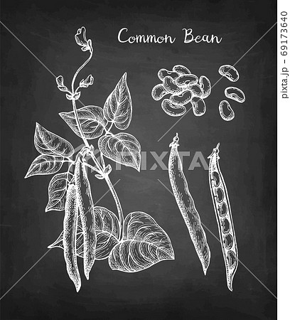 Chalk sketch of common bean Chalk sketch of common bean 69173640