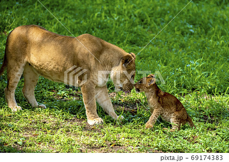 赤ちゃんと戯れるライオンの母親 69174383