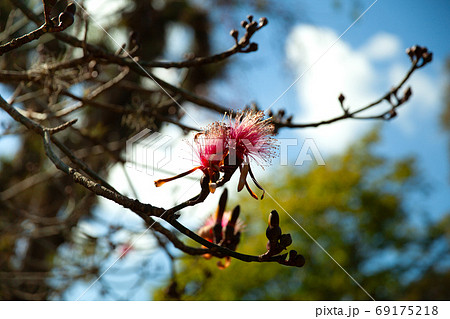 Pseudobombax ellipticum, Cienfuegos, Cuba 69175218