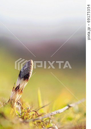 つくし 成長 元気 つくし 成長 元気 69175354