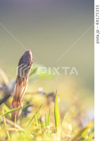 つくし　成長　元気 69175355