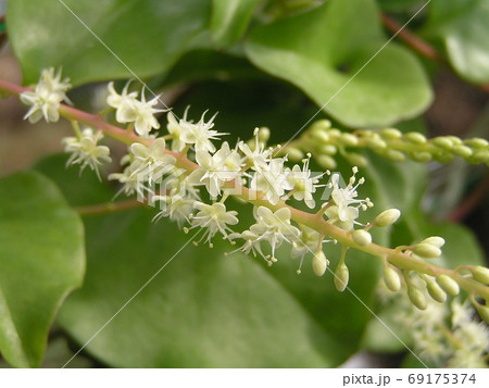 雲南百薬 69175374