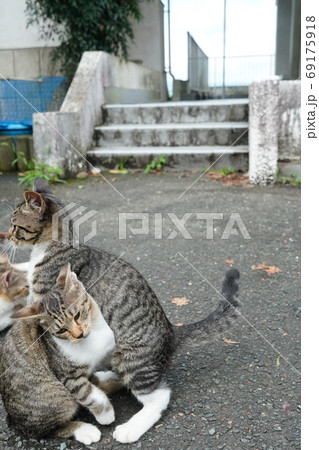 家族みんな参加の猫じゃらし大運動会をする野良猫の子猫達 家族みんな参加の猫じゃらし大運動会をする野良猫の子猫達 69175918