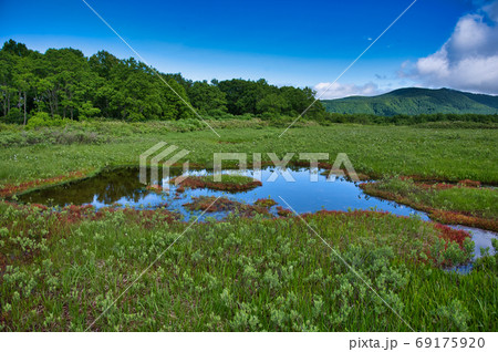 青森県八甲田山の田代平湿原の湿地の写真素材