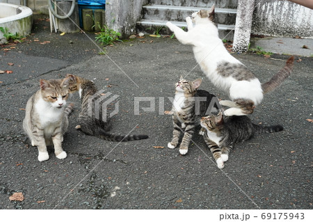 家族みんな参加の猫じゃらし大運動会をする野良猫の子猫達 家族みんな参加の猫じゃらし大運動会をする野良猫の子猫達 69175943