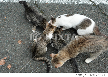 家族みんな参加の猫じゃらし大運動会をする野良猫の子猫達 69175974
