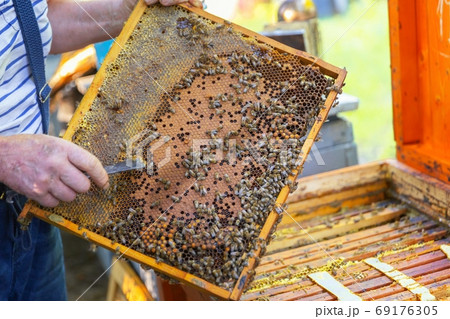 Honey bees on a hive cluster 69176305