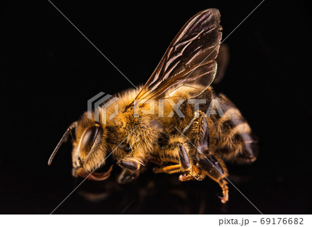 Closeup of dead honey bee on black background. Closeup of dead honey bee on black background. 69176682