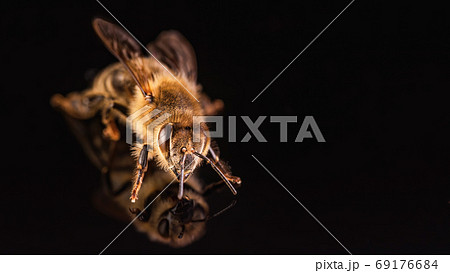 Bee isolated on black background. Honeybee detail Bee isolated on black background. Honeybee detail 69176684