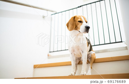 Sad beagle dog sitting on stairs, Way to bedroom 69176689