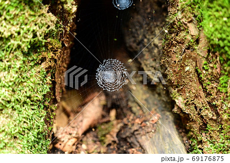 クモの巣 69176875