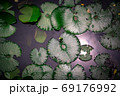 Top view green lotus leaves on pond. Natural background. 69176992