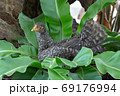 Beautiful colorful chicken, red comb. a crown on head 69176994