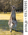 Australian Red kangaroo in the wild 69176995