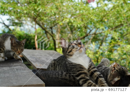 メダカを飼ってる水槽の上でまったり過ごす野良猫の子猫兄弟 メダカを飼ってる水槽の上でまったり過ごす野良猫の子猫兄弟 69177127