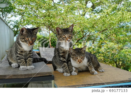 メダカを飼ってる水槽の上でまったり過ごす野良猫の子猫兄弟 メダカを飼ってる水槽の上でまったり過ごす野良猫の子猫兄弟 69177133