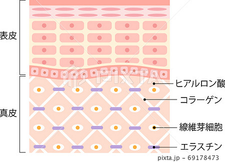 健康な肌 断面図のイラスト素材