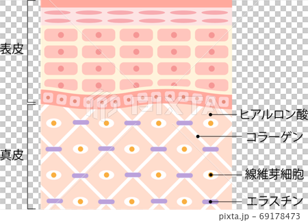 健康な肌 断面図のイラスト素材