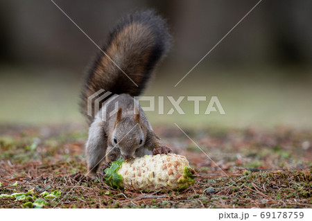 チョウセンゴヨウの実を食べるエゾリス 69178759