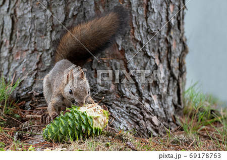 チョウセンゴヨウの実を食べるエゾリス 69178763