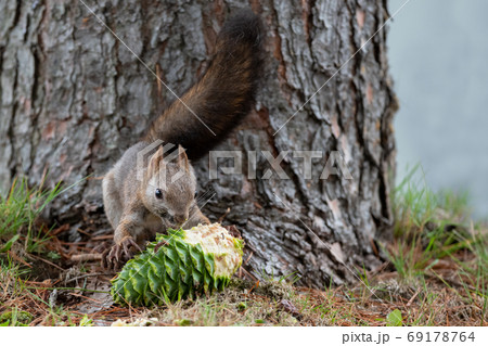 チョウセンゴヨウの実を食べるエゾリス 69178764