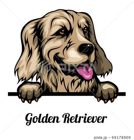 Head Golden Retriever - dog breed. Color image of a dogs head isolated on a white background 69178909