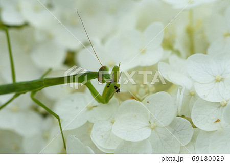 カマキリの捕食 69180029