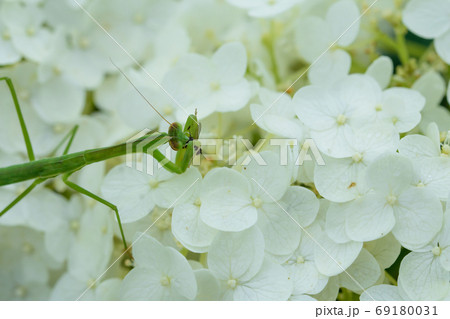 カマキリの捕食 カマキリの捕食 69180031