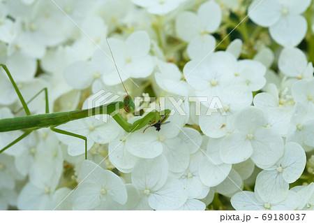 カマキリの捕食 69180037