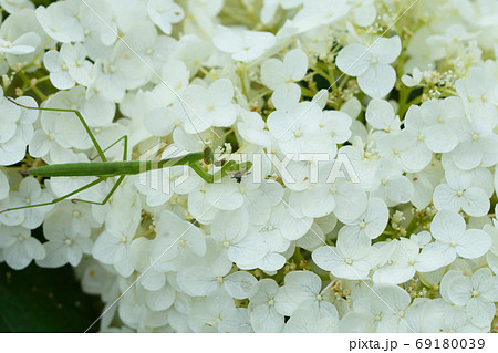 カマキリの捕食 69180039