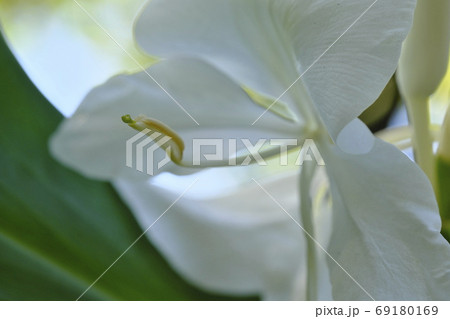 しょうがの花のアップ 69180169